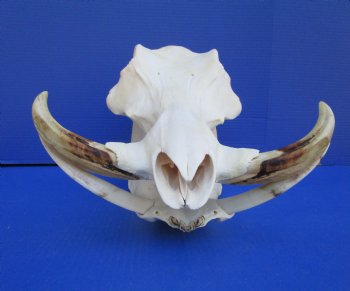 15 inches African Warthog Skull with 8-1/4 and 8-1/2 inches Tusks <font color=red> Huge Good Quality</font> for $164.99