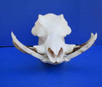 15 inches African Warthog Skull with 8-1/4 and 8-1/2 inches Tusks <font color=red> Huge Good Quality</font> for $164.99