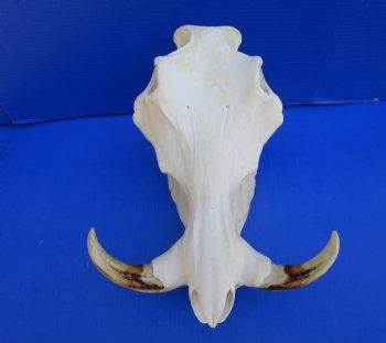 15 inches African Warthog Skull with 8-1/4 and 8-1/2 inches Tusks <font color=red> Huge Good Quality</font> for $164.99