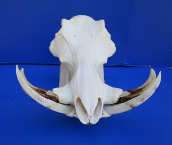 15 inches African Warthog Skull with 8-1/4 and 8-1/2 inches Tusks <font color=red> Huge Good Quality</font> for $164.99