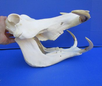 15 inches African Warthog Skull with 8-1/4 and 8-1/2 inches Tusks <font color=red> Huge Good Quality</font> for $164.99