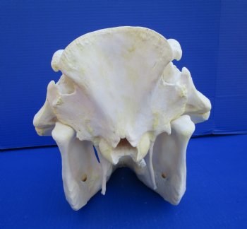 15 inches African Warthog Skull with 8-1/4 and 8-1/2 inches Tusks <font color=red> Huge Good Quality</font> for $164.99