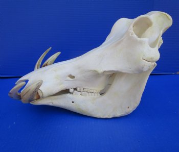 15 inches African Warthog Skull with 8-1/4 and 8-1/2 inches Tusks <font color=red> Huge Good Quality</font> for $164.99
