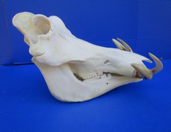 15 inches African Warthog Skull with 8-1/4 and 8-1/2 inches Tusks <font color=red> Huge Good Quality</font> for $164.99