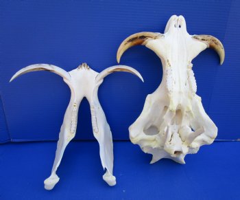 15 inches African Warthog Skull with 8-1/4 and 8-1/2 inches Tusks <font color=red> Huge Good Quality</font> for $164.99