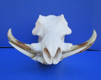 14-1/2 inches Large Warthog Skull with 8 inches Ivory Tusks - Buy this one for $159.99