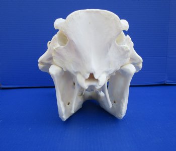 14-1/2 inches Large Warthog Skull with 8 inches Ivory Tusks - Buy this one for $159.99