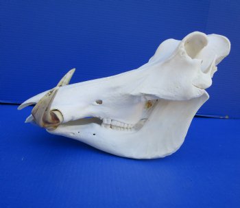 14-1/2 inches Large Warthog Skull with 8 inches Ivory Tusks - Buy this one for $159.99