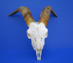 South African Angor...