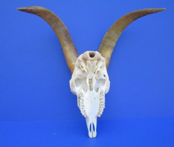 South African Angora Goat Skull with 13-7/8 and 14  inches Horns <FONT COLOR=RED> Good Quality</font> for $124.99