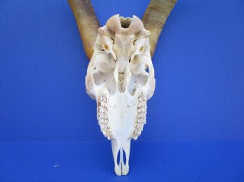South African Angora Goat Skull with 13-7/8 and 14  inches Horns <FONT COLOR=RED> Good Quality</font> for $124.99