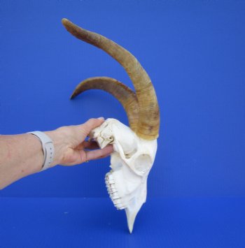 South African Angora Goat Skull with 13-7/8 and 14  inches Horns <FONT COLOR=RED> Good Quality</font> for $124.99