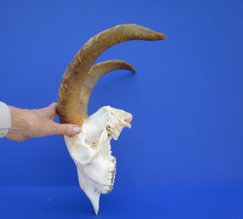 South African Angora Goat Skull with 13-7/8 and 14  inches Horns <FONT COLOR=RED> Good Quality</font> for $124.99