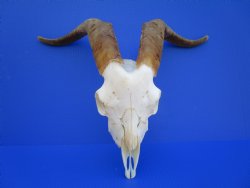 South African Angor...