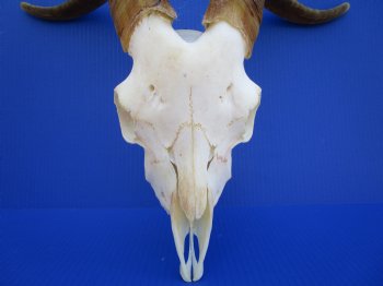 South African Angora Goat Skull with 17-1/4 and 17-7/8 inches Horns <FONT COLOR=RED> Good Quality</font> for $124.99