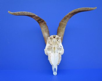 South African Angora Goat Skull with 17-1/4 and 17-7/8 inches Horns <FONT COLOR=RED> Good Quality</font> for $124.99