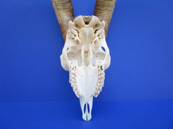 South African Angora Goat Skull with 17-1/4 and 17-7/8 inches Horns <FONT COLOR=RED> Good Quality</font> for $124.99
