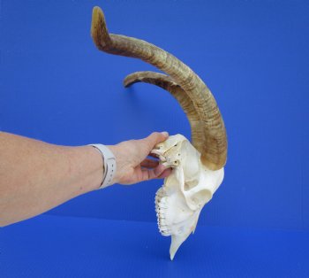 South African Angora Goat Skull with 17-1/4 and 17-7/8 inches Horns <FONT COLOR=RED> Good Quality</font> for $124.99