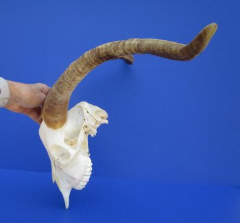 South African Angora Goat Skull with 17-1/4 and 17-7/8 inches Horns <FONT COLOR=RED> Good Quality</font> for $124.99