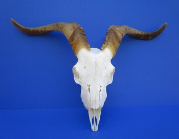 Goat Skull, Goat Skulls