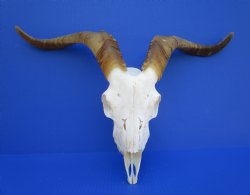 Goat Skull, Goat Skulls