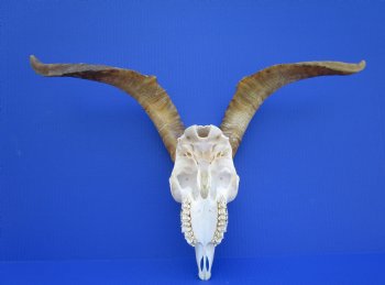 South African Angora Goat Skull with 15-3/4 and 16 inches Horns <FONT COLOR=RED> Good Quality</font> for $124.99
