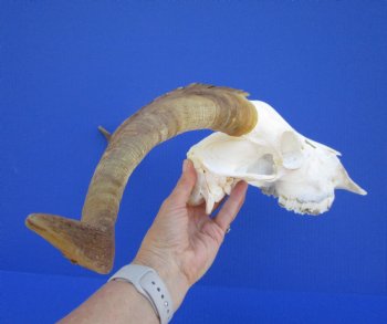 South African Angora Goat Skull with 15-3/4 and 16 inches Horns <FONT COLOR=RED> Good Quality</font> for $124.99