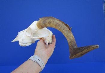 South African Angora Goat Skull with 15-3/4 and 16 inches Horns <FONT COLOR=RED> Good Quality</font> for $124.99