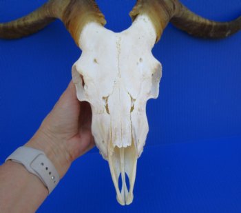 South African Angora Goat Skull with 15-3/4 and 16 inches Horns <FONT COLOR=RED> Good Quality</font> for $124.99