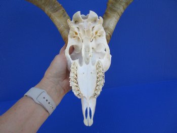 South African Angora Goat Skull with 15-3/4 and 16 inches Horns <FONT COLOR=RED> Good Quality</font> for $124.99