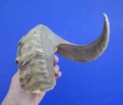 23 inches African Merino Ram, Sheep Horn  for $26.99