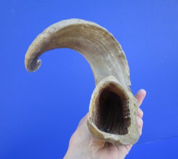 23 inches African Merino Ram, Sheep Horn  for $26.99