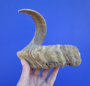 23 inches African Merino Ram, Sheep Horn  for $26.99