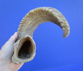 19 inches African Merino Ram, Sheep Horn  for $19.99