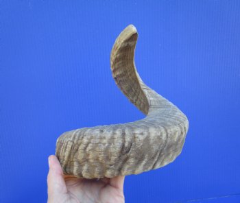 19 inches African Merino Ram, Sheep Horn  for $19.99