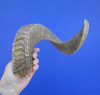 22-1/2 inches African Merino Ram, Sheep Horn  for $19.99