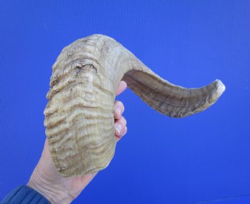 21-1/4 inches African Merino Ram, Sheep Horn  for $19.99