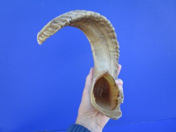 21-1/4 inches African Merino Ram, Sheep Horn  for $19.99