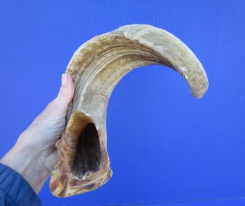 22 inches African Merino Ram, Sheep Horn  for $19.99