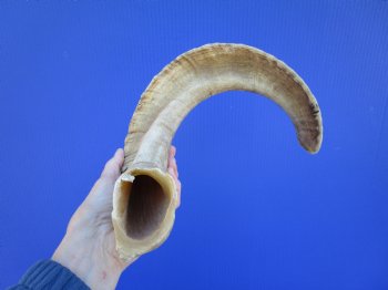 21-3/4 inches African Merino Ram, Sheep Horn  for $19.99