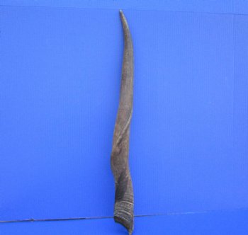 26-3/4 inches Natural Female Cow Eland Horn for Sale (24-1/2" Straight) - Buy this one for $31.99