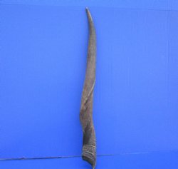 26-3/4 inches Natural Female Cow Eland Horn for Sale (24-1/2" Straight) - Buy this one for $31.99