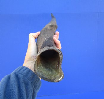 26-3/4 inches Natural Female Cow Eland Horn for Sale (24-1/2" Straight) - Buy this one for $31.99