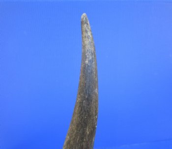 26-3/4 inches Natural Female Cow Eland Horn for Sale (24-1/2" Straight) - Buy this one for $31.99