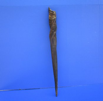 25-1/2 inches Natural Female Cow Eland Horn for Sale (24-1/4" Straight) - Buy this one for $31.99