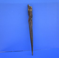 25-1/2 inches Natural Female Cow Eland Horn for Sale (24-1/4" Straight) - Buy this one for $31.99