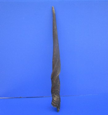 25-1/2 inches Natural Female Cow Eland Horn for Sale (24-1/4" Straight) - Buy this one for $31.99