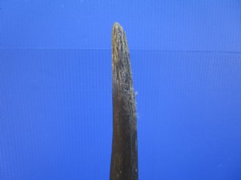 25-1/2 inches Natural Female Cow Eland Horn for Sale (24-1/4" Straight) - Buy this one for $31.99