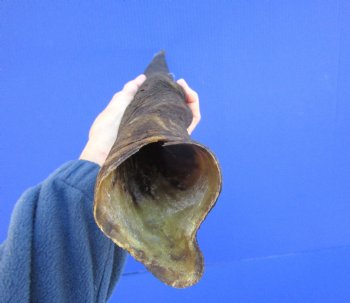 25-1/2 inches Natural Female Cow Eland Horn for Sale (24-1/4" Straight) - Buy this one for $31.99