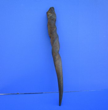 23-1/4 inches Natural Female Cow Eland Horn for Sale (20-1/4" Straight) - Buy this one for $31.99